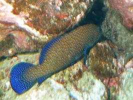 129  Blue-Spotted Grouper   IMG 2676